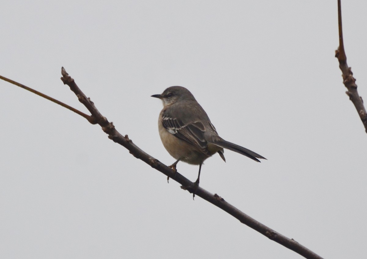 Northern Mockingbird - ML120966551