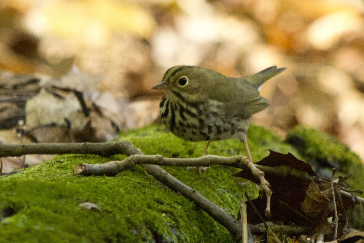 Ovenbird - ML120966861
