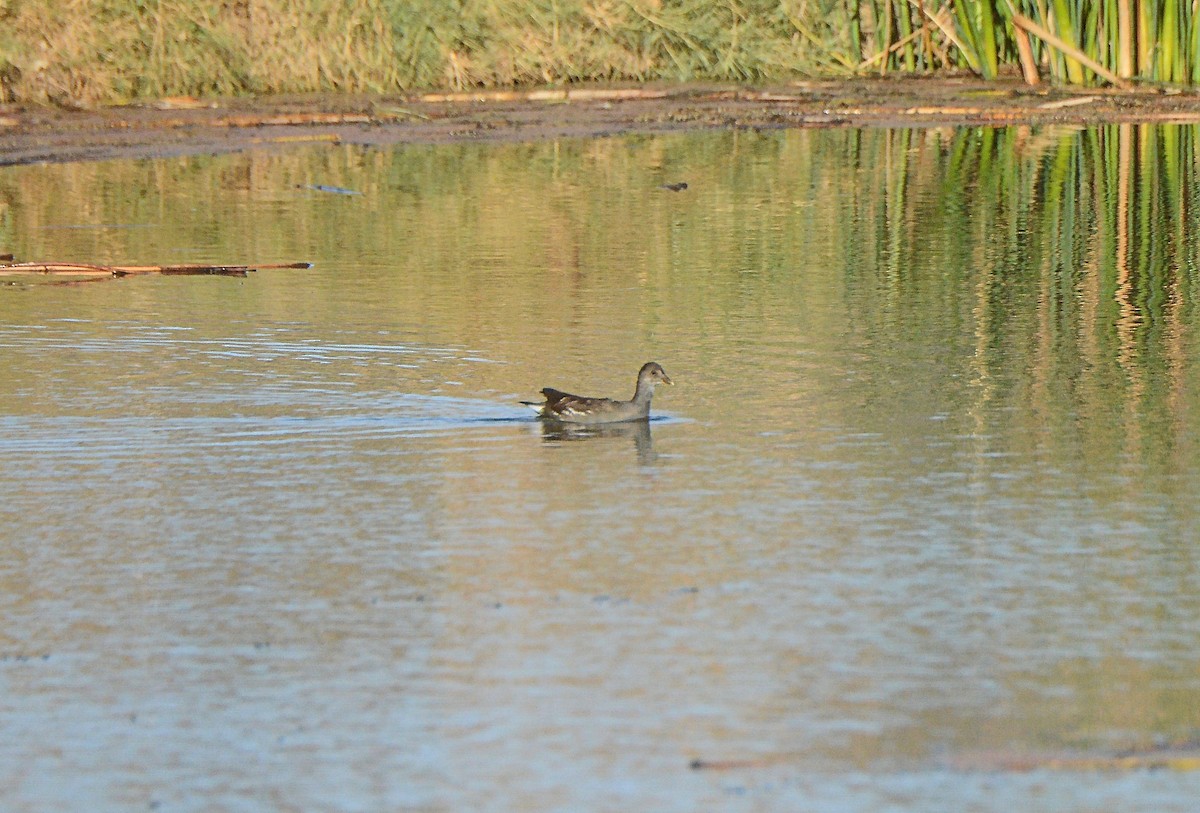 Common Gallinule - ML120967661