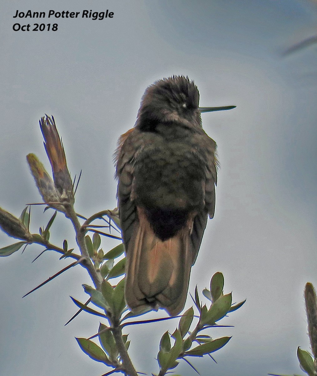 White-tufted Sunbeam - ML120967801