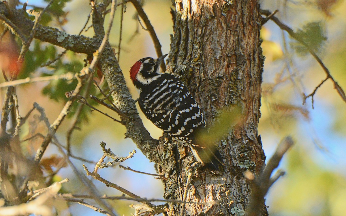 Nuttall's Woodpecker - ML120968181