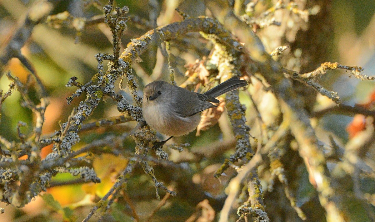 Bushtit (Pacific) - Douglas Hall