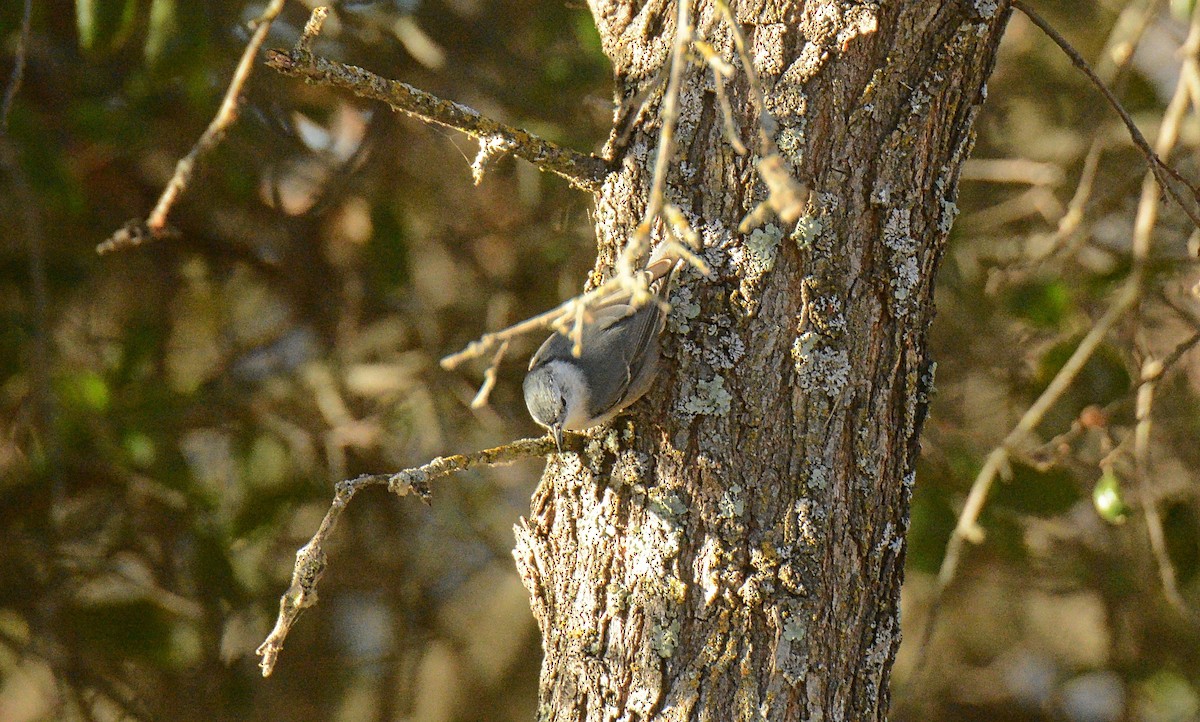 Trepador Pechiblanco - ML120969491