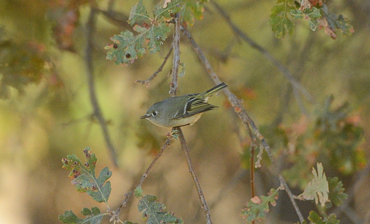 Ruby-crowned Kinglet - ML120969831