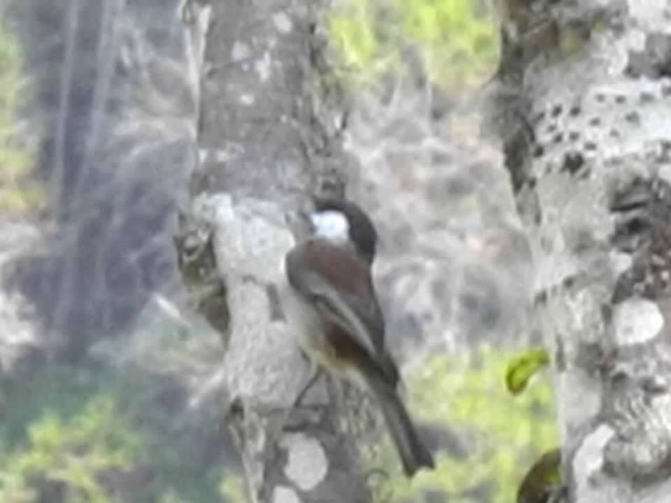 Chestnut-backed Chickadee - ML120971341