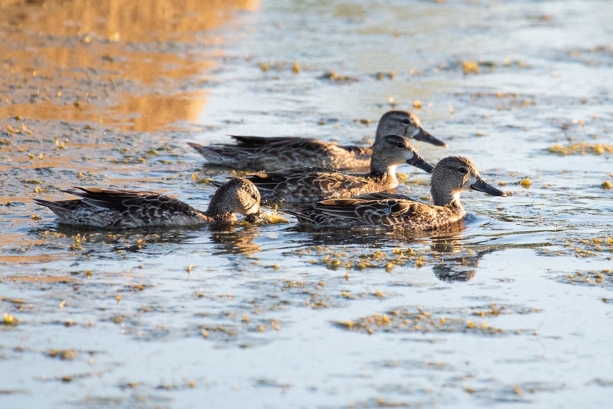 Blue-winged Teal - ML120971701