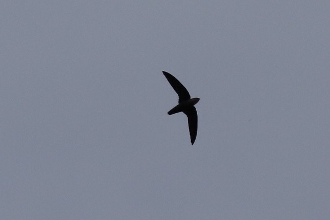 Band-rumped Swift - ML120972171