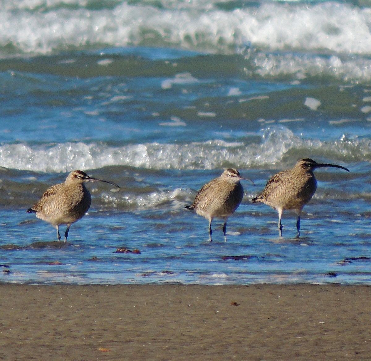 Whimbrel - ML120972841