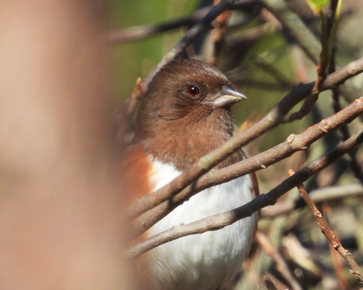 Eastern Towhee - ML120975191