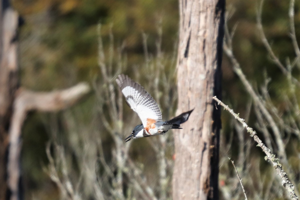 Belted Kingfisher - Daniel Kaplan