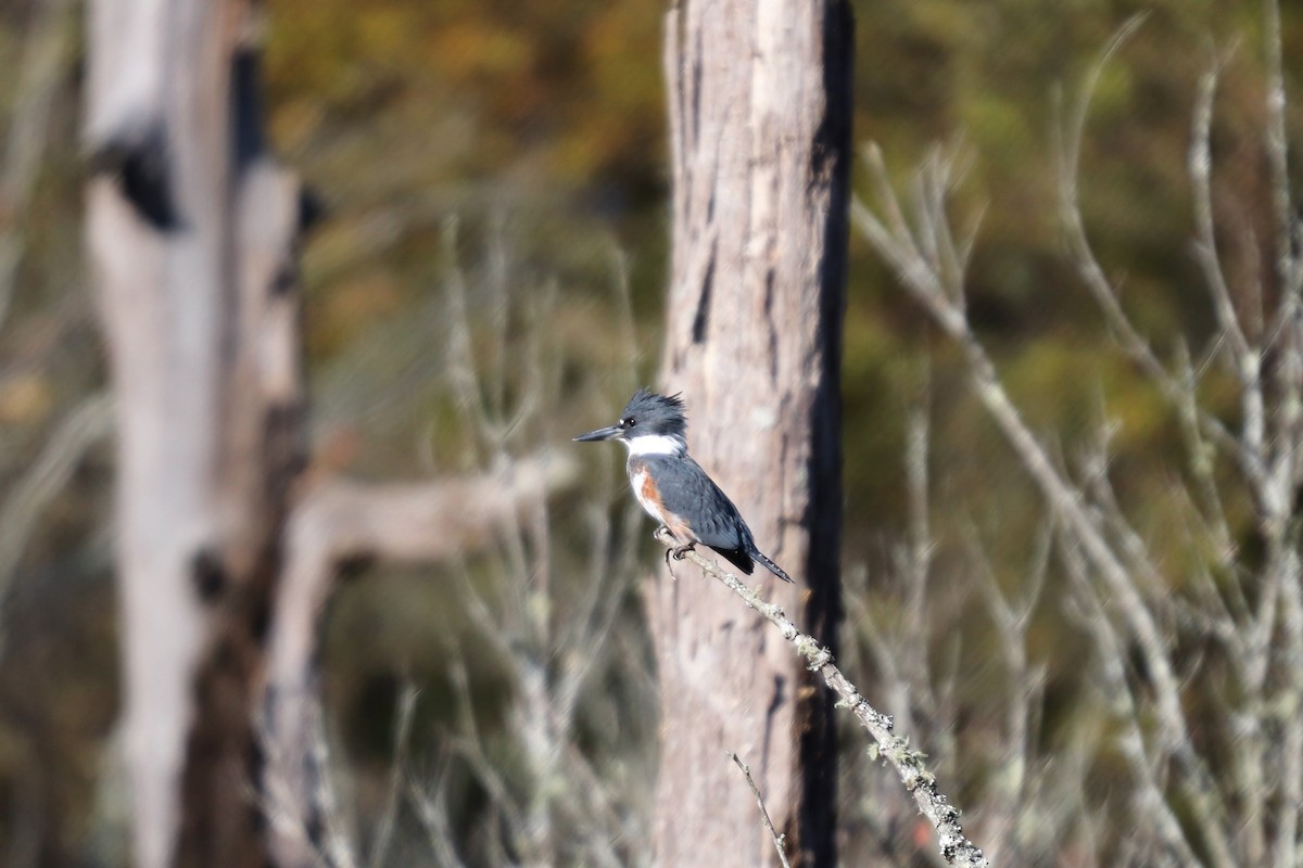 Belted Kingfisher - Daniel Kaplan