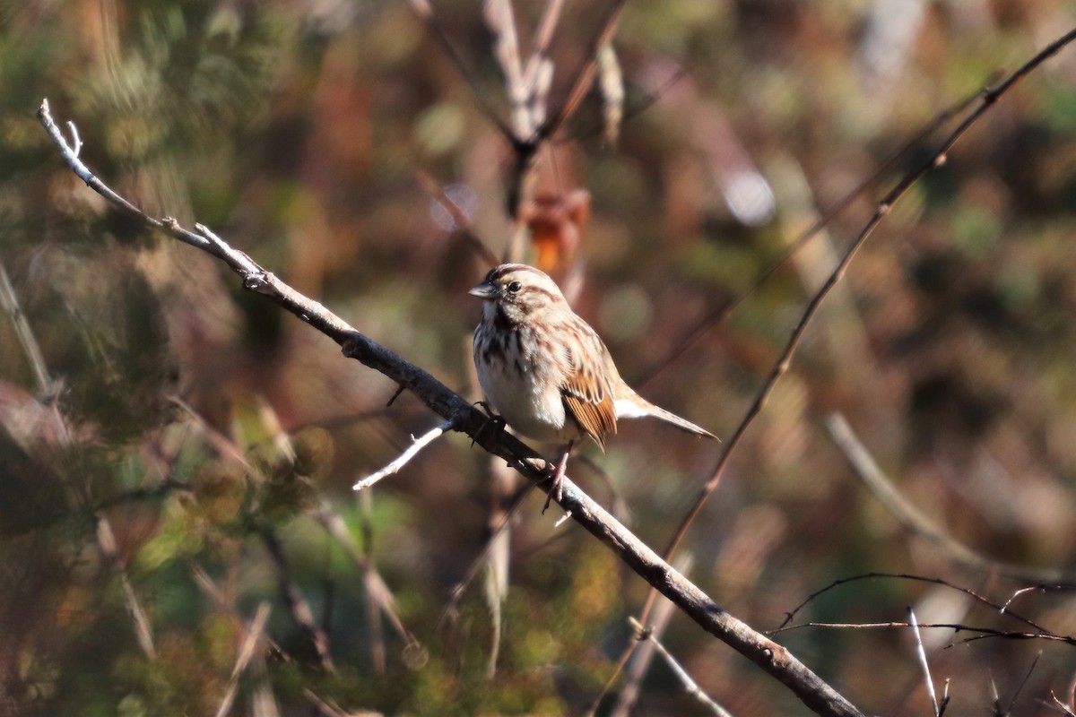 Song Sparrow - ML120975991