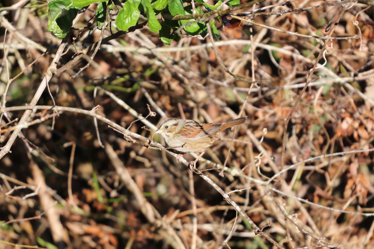 Swamp Sparrow - ML120976131