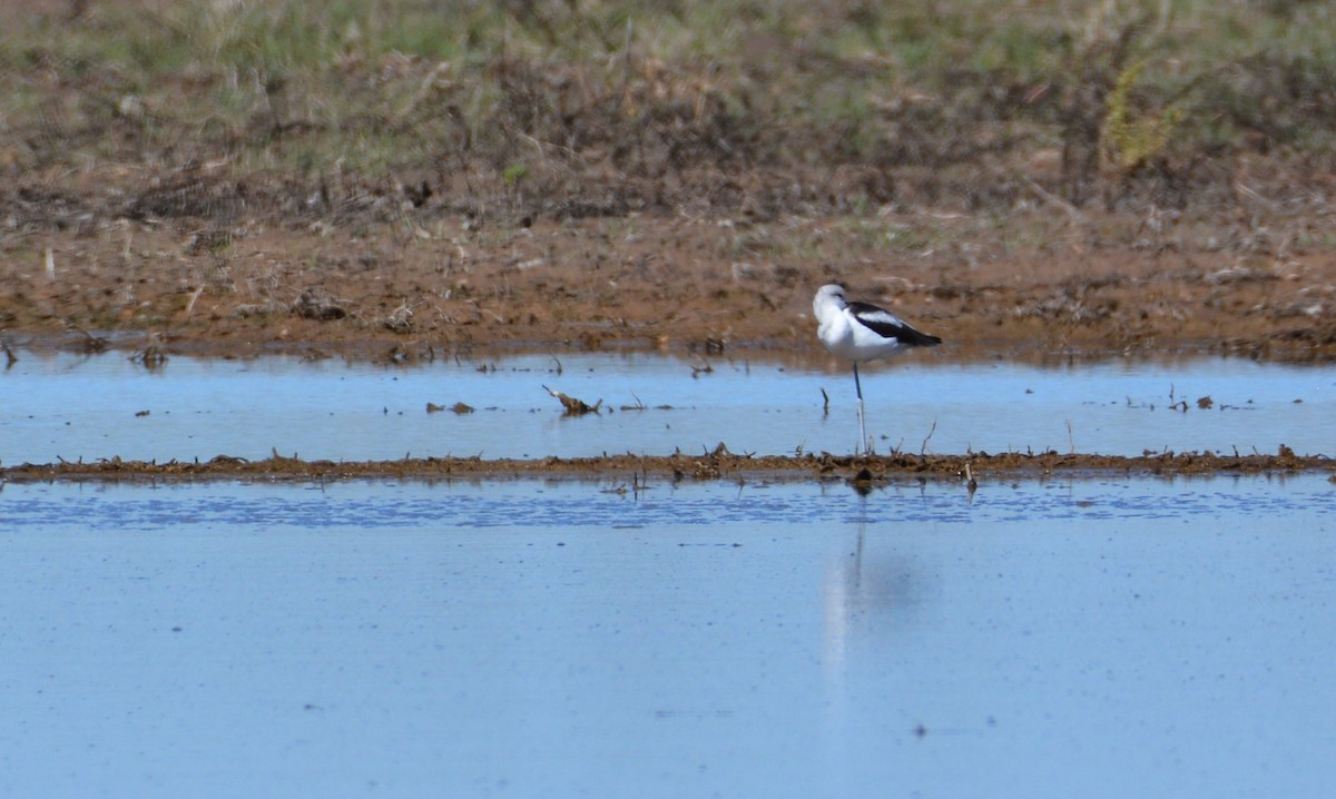 American Avocet - Greg Palko