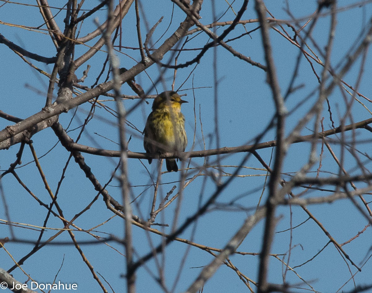 Cape May Warbler - ML120980961