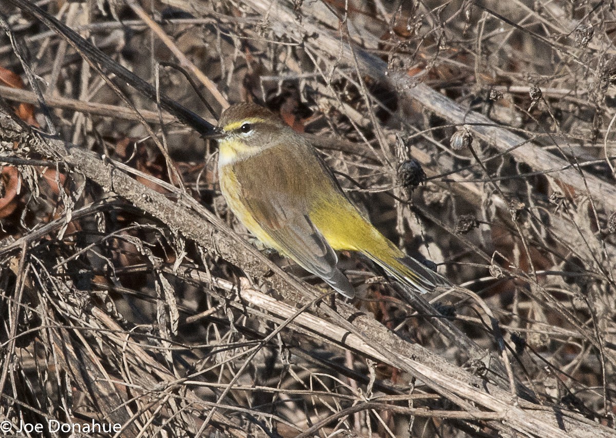 Palm Warbler - Joe Donahue