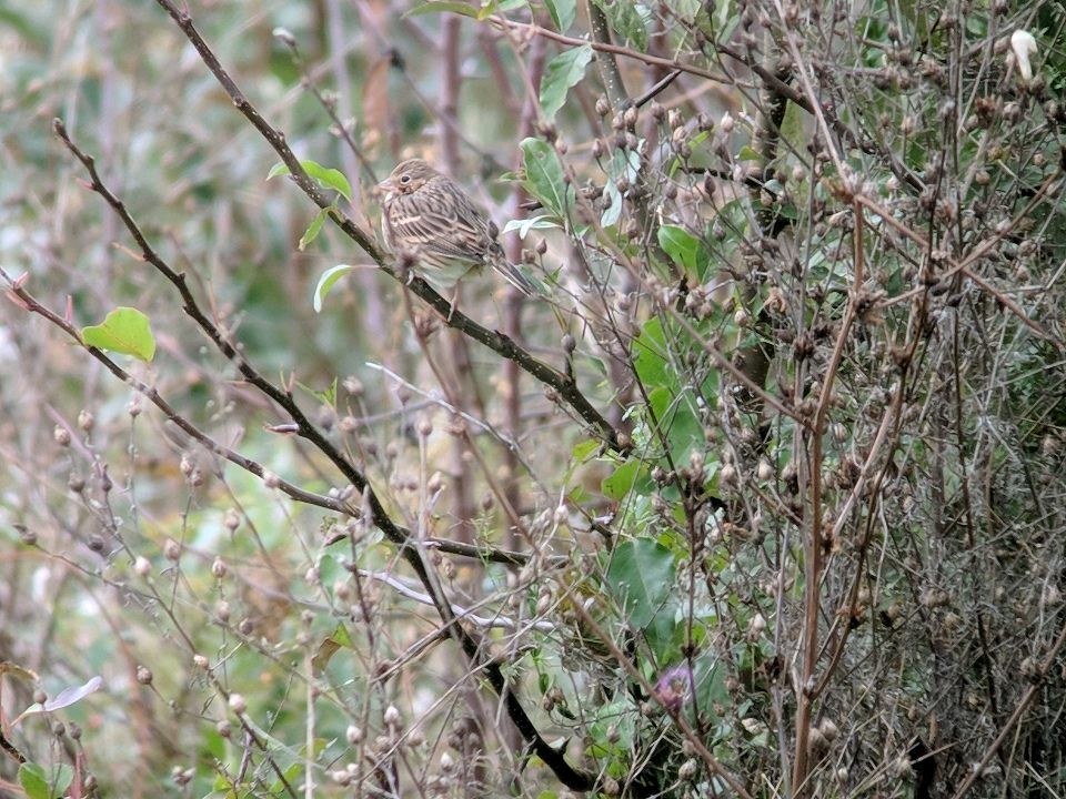 Vesper Sparrow - ML120982781