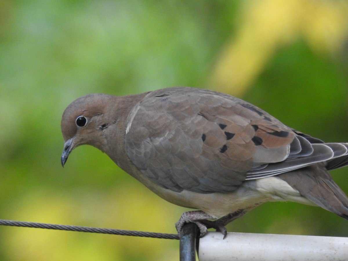 Mourning Dove - Mark Shaver