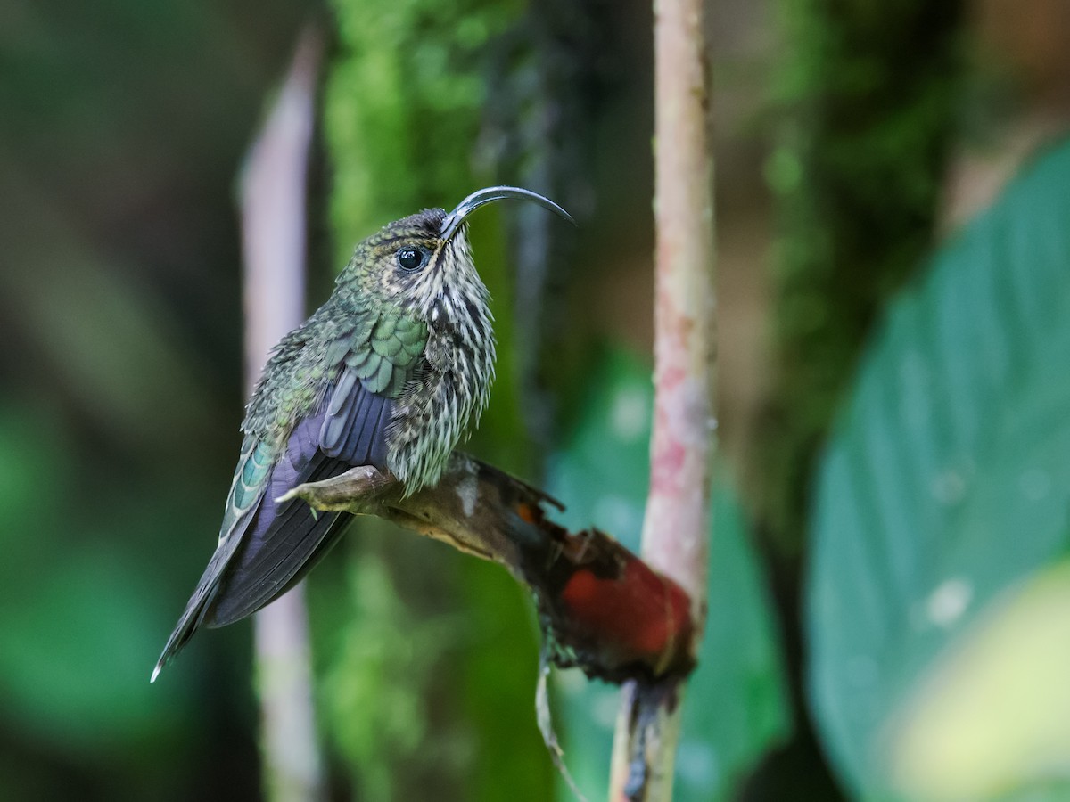 White-tipped Sicklebill - Nick Athanas