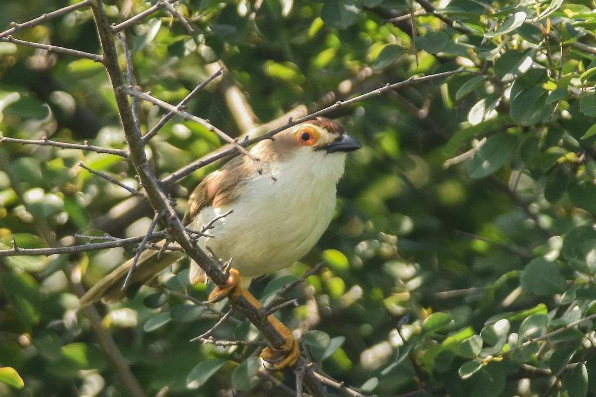 Yellow-eyed Babbler - ML120985141