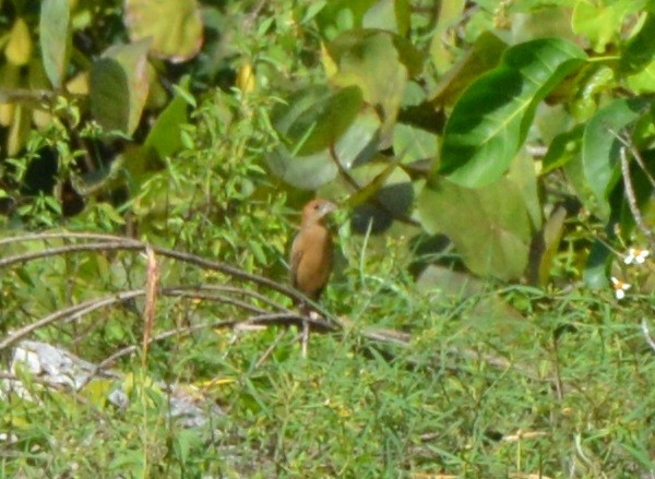 Blue Grosbeak - ML120985861