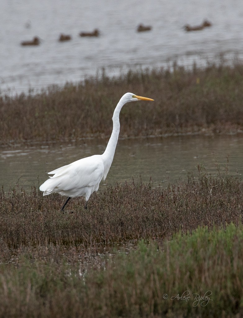 Great Egret - ML120985991