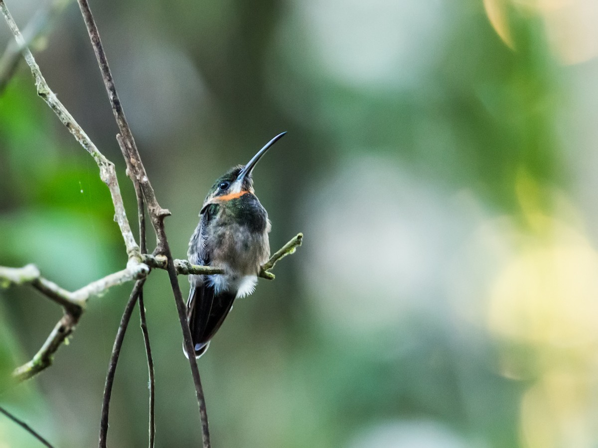 Pale-tailed Barbthroat - ML120986001