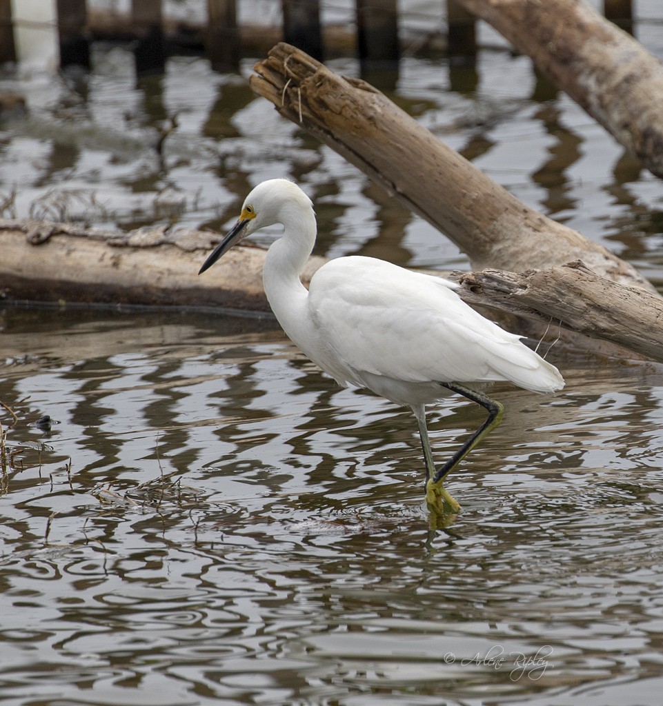 Snowy Egret - ML120986071