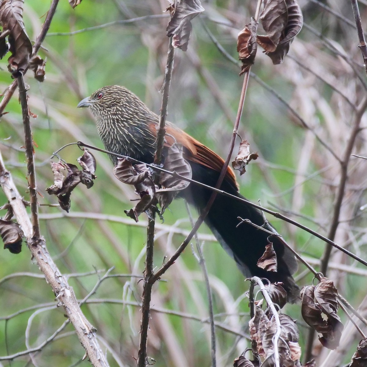 Malagasy Coucal - Kent McDonald