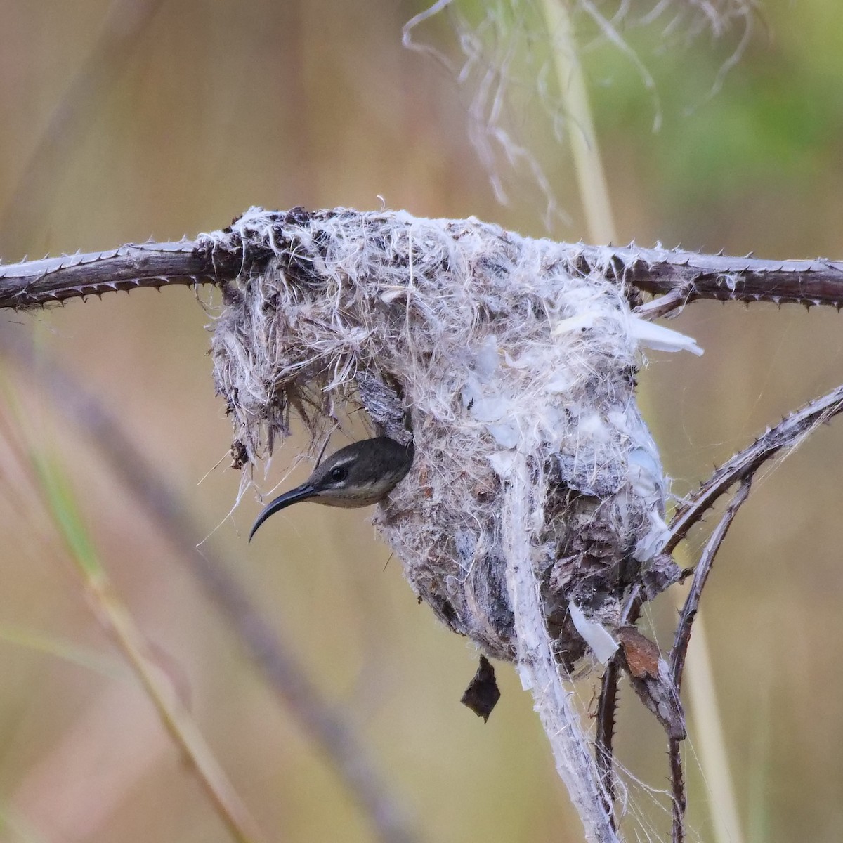 Stahlnektarvogel - ML120987131