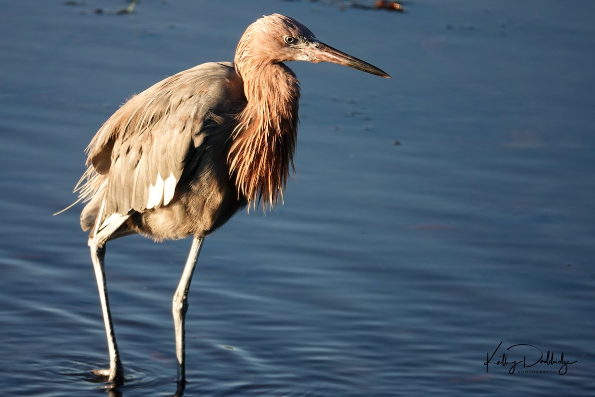 Reddish Egret - ML120988901