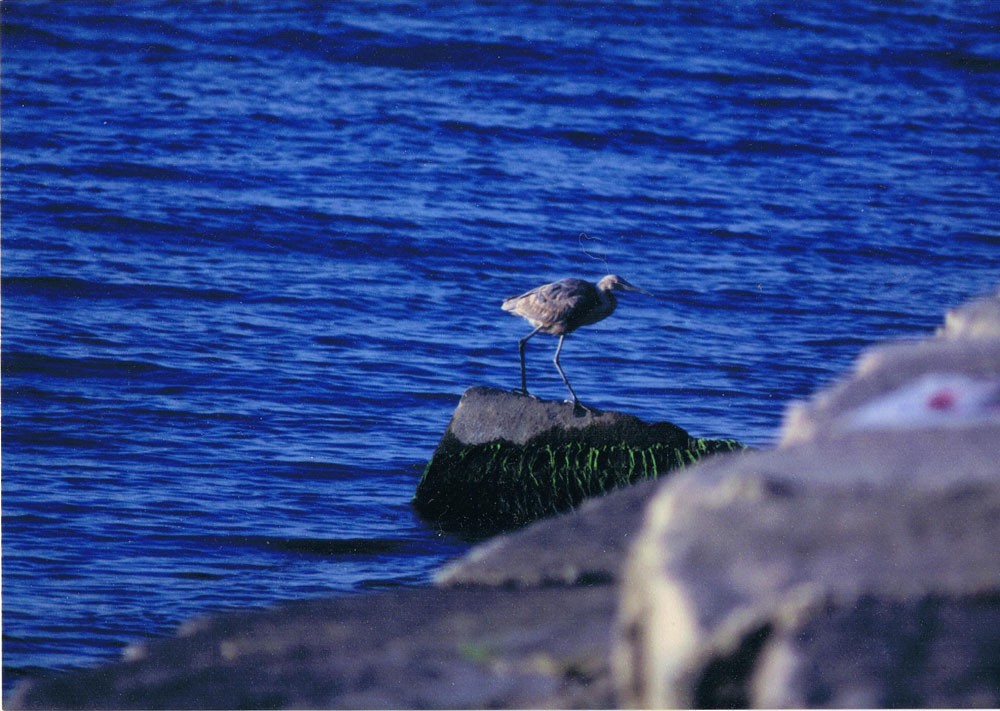 Reddish Egret - ML120989341