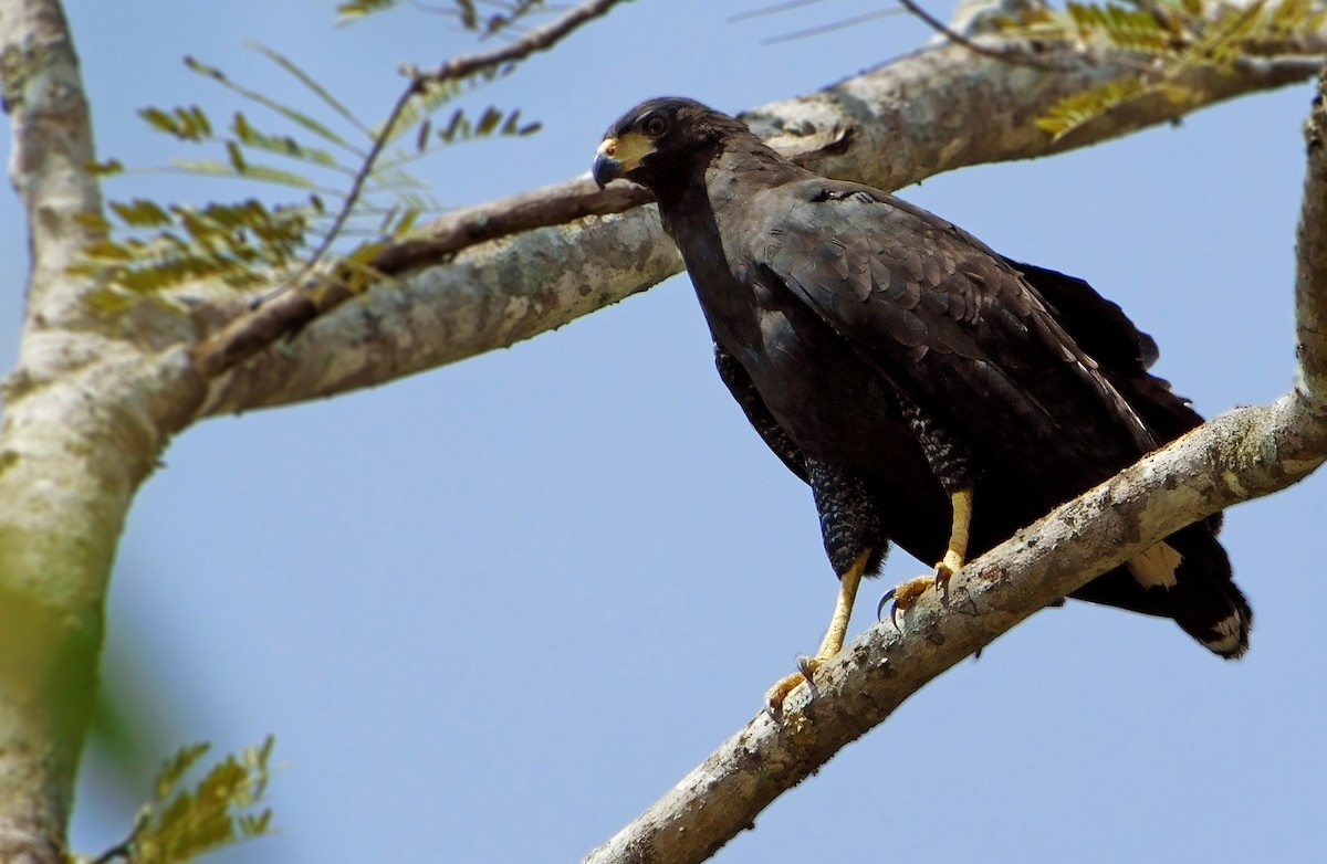 Great Black Hawk - ML120989431