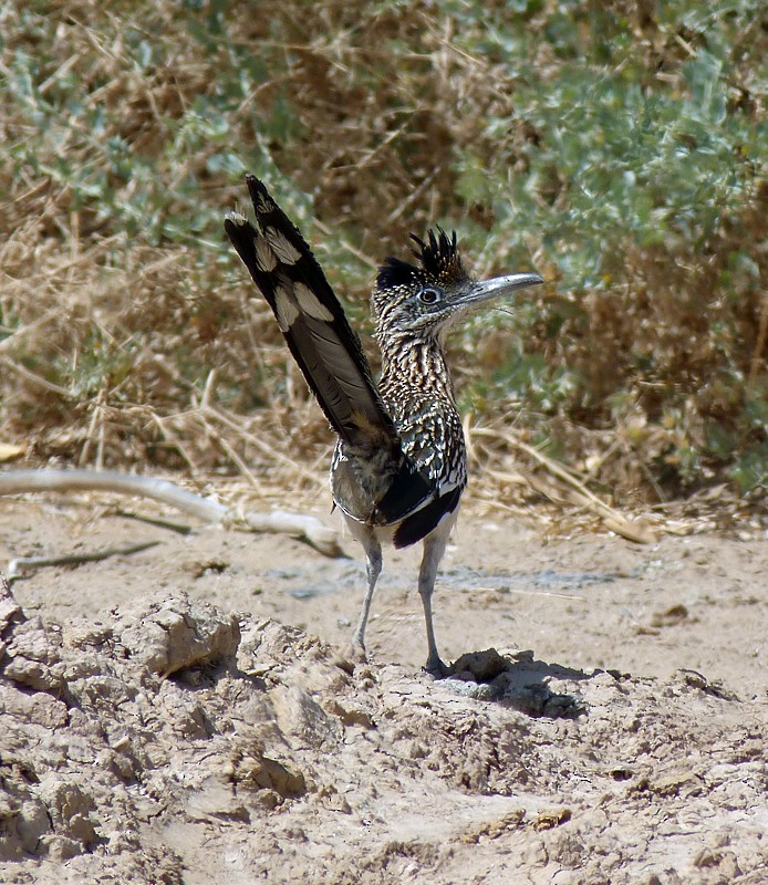 Greater Roadrunner - Gerco Hoogeweg