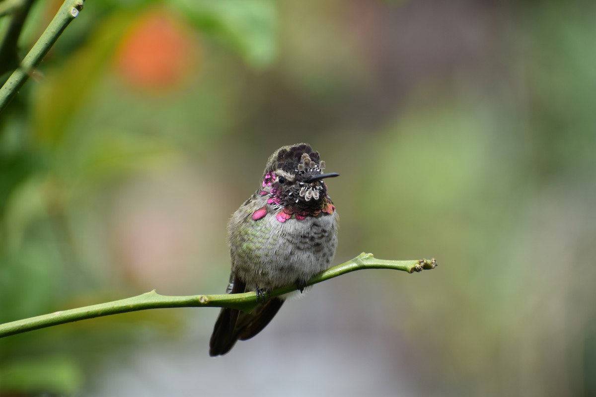 Anna's Hummingbird - Russell Allen