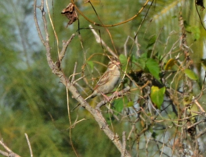 Clay-colored Sparrow - ML120989851