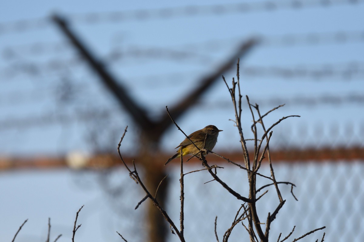 Palm Warbler - ML120990781