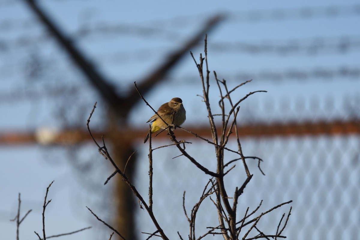 Palm Warbler - ML120990791