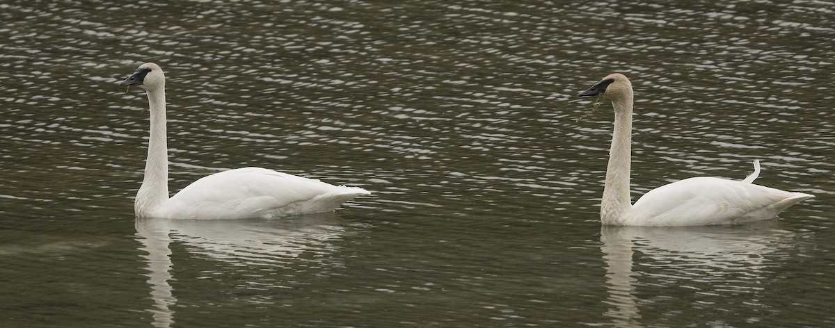 Trumpeter Swan - ML120992511