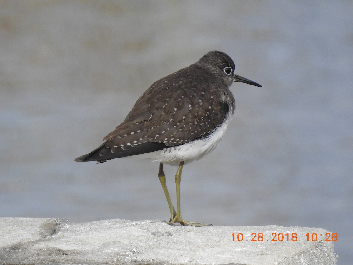 Solitary Sandpiper - ML120993001
