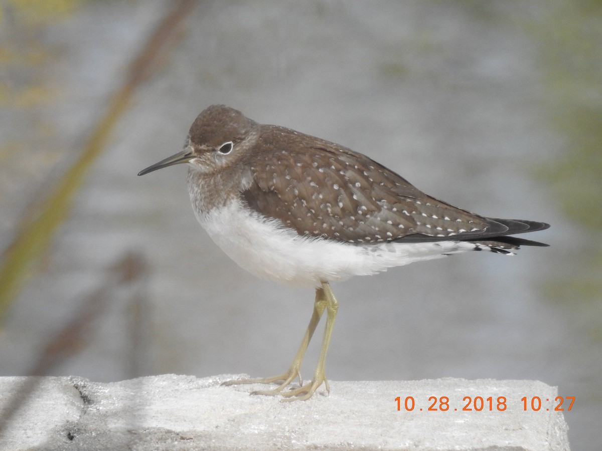 Solitary Sandpiper - ML120993361