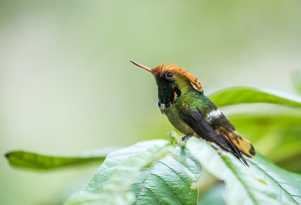 Spangled Coquette - Nick Athanas