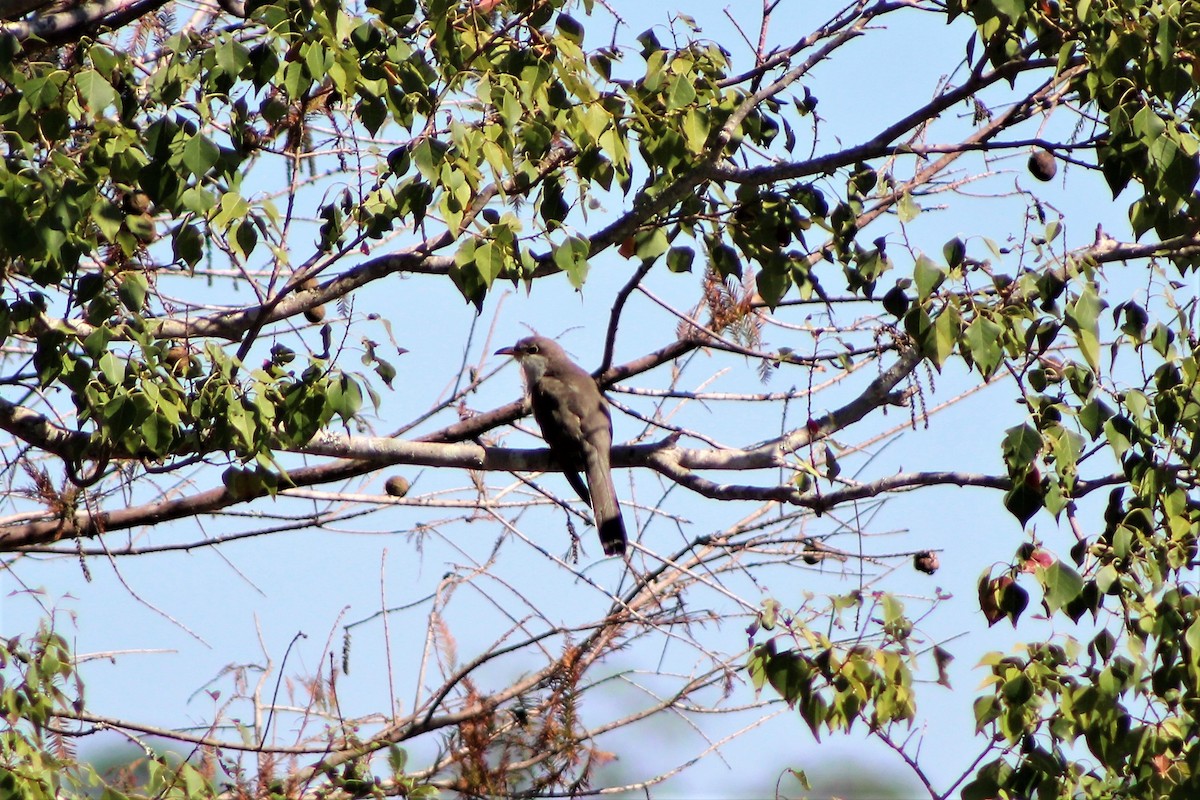 Yellow-billed Cuckoo - ML120994561