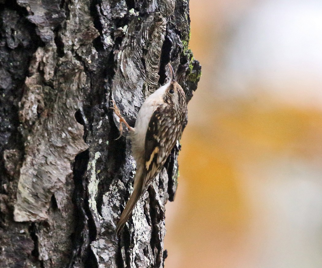 Brown Creeper - ML120995351