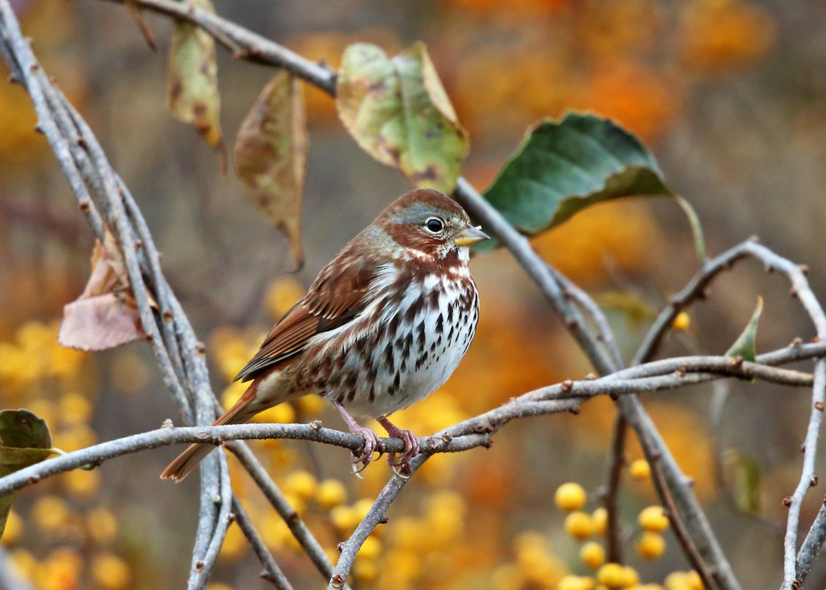 Fox Sparrow (Red) - ML120995491