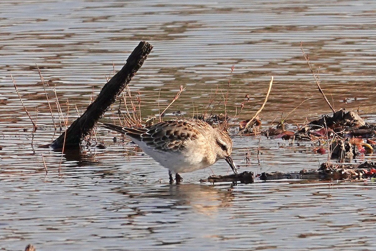 White-rumped Sandpiper - ML120995771