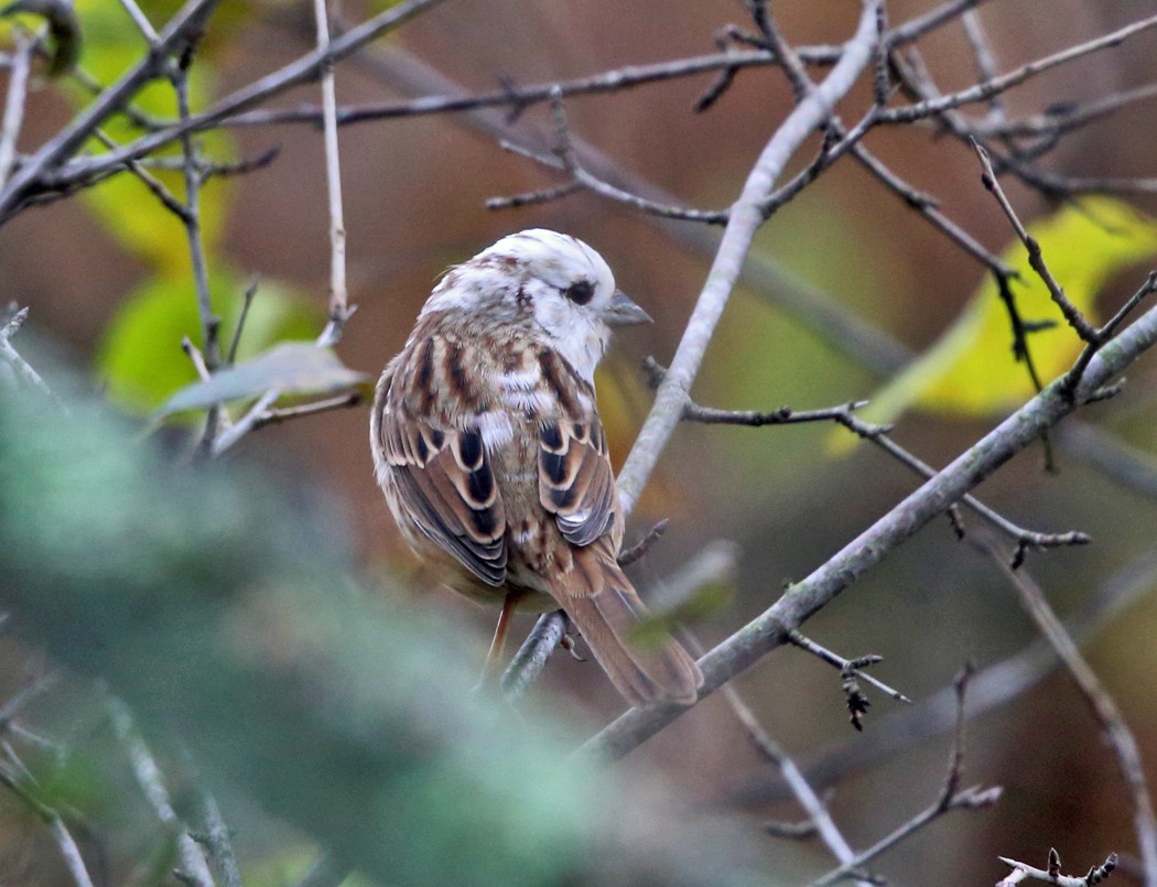 Song Sparrow - ML120996181