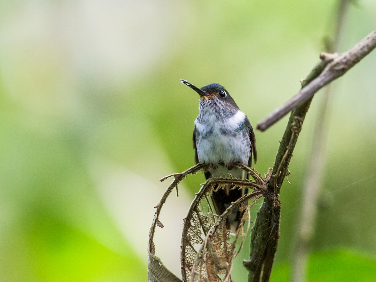 Colibri à queue mi-blanche - ML120996251