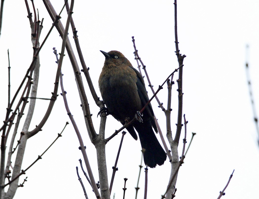 Rusty Blackbird - ML120996331