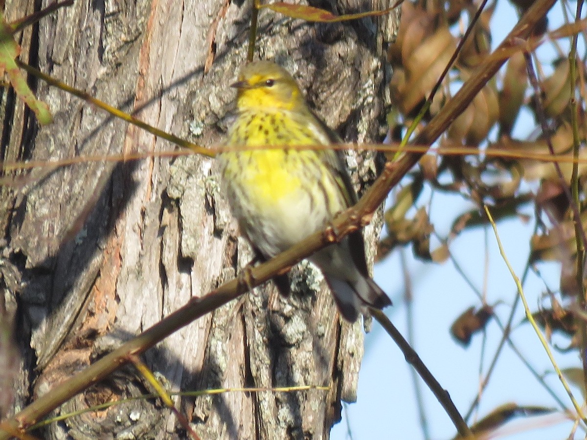 Cape May Warbler - ML120996491